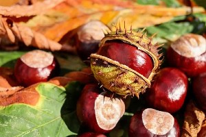 CASTAGNADE ANNULÉE ET REMPLACÉE