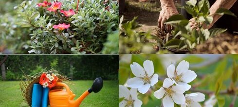 FOIRE AUX PLANTS 2024