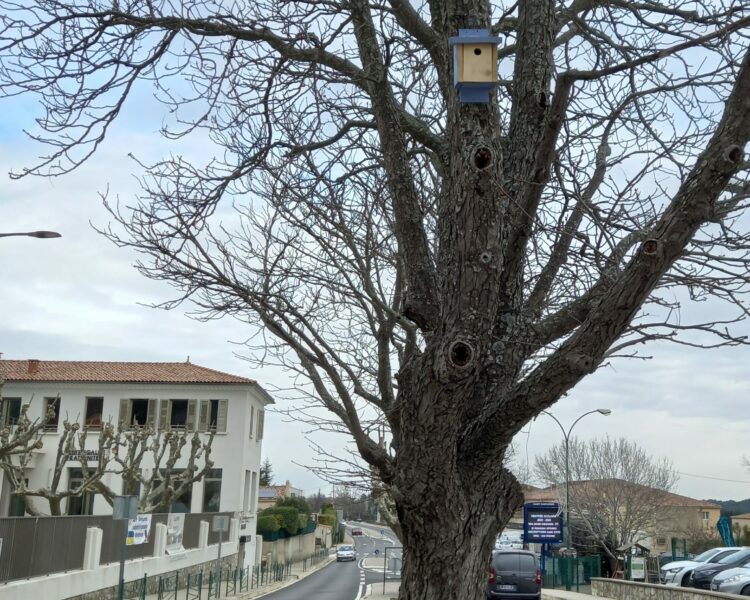 Mairie Saint-Savournin nichoirs installés mars 2023 avenue P. Dubois de Jancigny