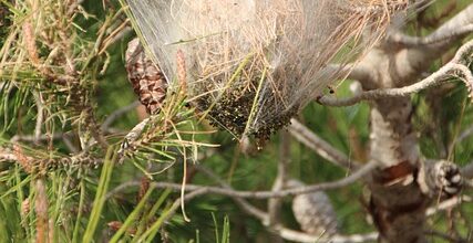 Attention aux chenilles processionnaires du pin ou du chêne