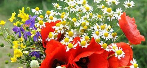 FOIRE AUX PLANTS 21 AVRIL 2025