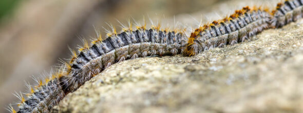 Alerte Chenilles processionnaires
